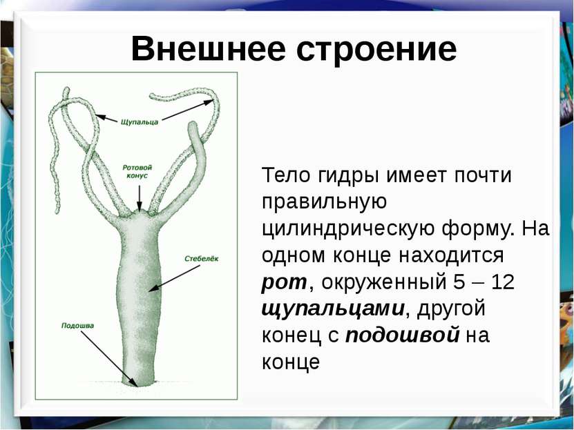 Через какой браузер можно зайти на кракен